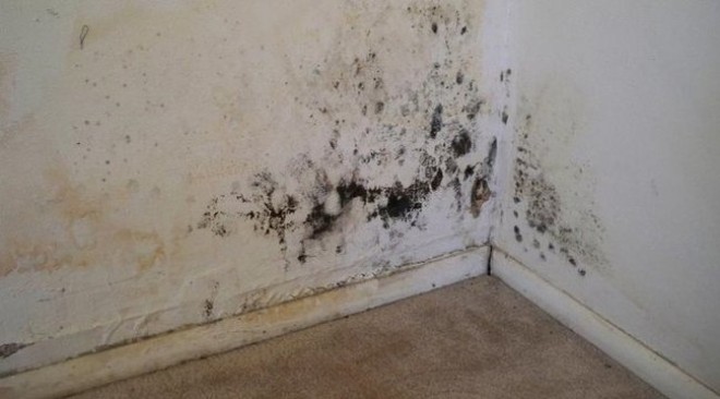 These Are The Best Natural Ways To Deal With Black Mold